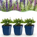 Perennial - Salvia Tricolour - Sage - Fragrant - Purple - Pink - White - 6 Plants - Pot 11cm - Height 15-25cm
