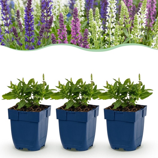 "Salbei Farbmix 6er-Set (Salvia) – winterharte Staude, Topf-Ø 11 cm, Höhe ca. 15–25 cm image"