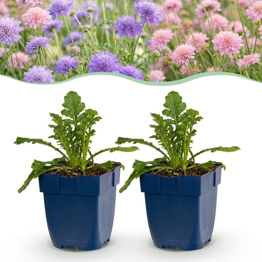 "Perennial - Scabiosa Duo - Pincushion Flower - Bee and Butterfly Attractors - Purple - Pink - 6 Plants - Pot 11cm - Height 15-25cm image"