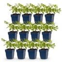 Perennial - Astilbe (J) Deutschland - Plume Spiraea - Shade - White - 12 Plants - Pot 11cm - Height 15-25cm