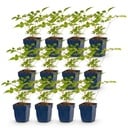 Perennial - Astilbe (J) Europa - Plume Spiraea - Shade - Pink - 12 Plants - Pot 11cm - Height 15-25cm