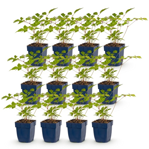 "Perennial - Astilbe (J) Europa - Plume Spiraea - Shade - Pink - 12 Plants - Pot 11cm - Height 15-25cm image"