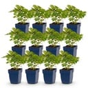 Perennial - Astilbe chin. Pumila - False Spirea - Shade - Purple - 12 Plants - Pot 11cm - Height 15-25cm