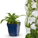 Perennial - Campanula pers. Alba - Peach Leaf Bellflower - Attracts Bees and Butterflies - White - 12 Plants - Pot 11cm - Height 15-25cm