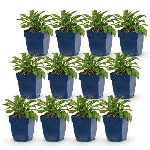 "Perennial - Campanula persicifolia - Peach-leaved Bellflower - Bee and Butterfly Attractors - Blue - 12 Plants - Pot 11cm - Height 15-25cm image"