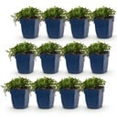Perennial - Campanula posch. Stella - Peach Leaf Bellflower - Ground Cover - Purple - 12 Plants - Pot 11cm - Height 15-25cm