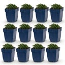 Perennial - Campanula portenschlagiana - Peach-leaved bellflower - Ground cover - Pink - 12 Plants - Pot 11cm - Height 15-25cm