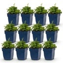 Perennial - Campanula posch. Lisduggan Variety - Delphinium - Ground Cover - White - 12 Plants - Pot 11cm - Height 15-25cm
