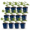 Perennial - Geranium Johnson's Blue - Crane's-bill - Groundcover - Blue - 12 Plants - Pot 11cm - Height 15-25cm