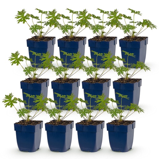 "Perennial - Geranium Johnson's Blue - Crane's-bill - Groundcover - Blue - 12 Plants - Pot 11cm - Height 15-25cm image"