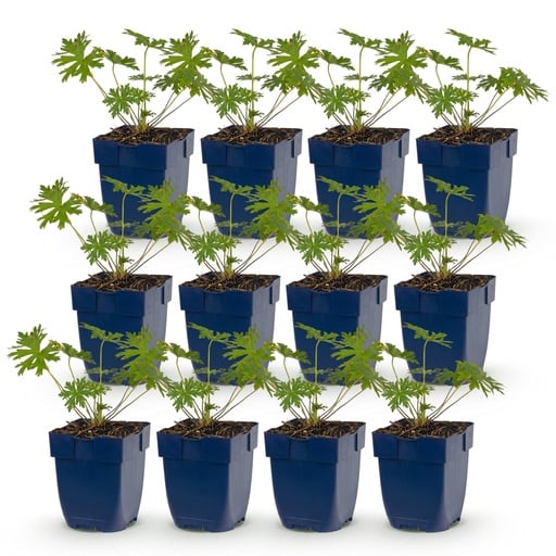 "Perennial - Geranium Johnson's Blue - Crane's-bill - Groundcover - Blue - 12 Plants - Pot 11cm - Height 15-25cm image"