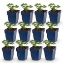 Perennial - Geranium sang. Album - Cranesbill - Ground Cover - White - 12 Plants - Pot 11cm - Height 15-25cm