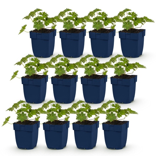 "Perennial - Geranium 'Rozanne' - Crane's-bill - Ground cover - Blue - 12 Plants - Pot 11cm - Height 15-25cm image"