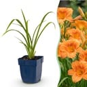 Perennial - Hemerocallis Mauna Loa - Daylily - Bee and Butterfly Attractors - Orange - 12 Plants - Pot 11cm - Height 15-25cm