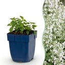 Perennial - Nepeta faassenii Snowflake - Catmint - Bee and Butterfly Attractors - White - 12 Plants - Pot 11cm - Height 15-25cm