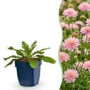 Perennial - Scabiosa col. Pink Mist - Scabious - Bee and Butterfly Attractors - Pink - 12 Plants - Pot 11cm - Height 15-25cm