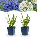 Perennial - Agapanthus Duo - African Lily - Bee and Butterfly Attractors - Blue - White - 12 Plants - Pot 11cm - Height 15-25cm