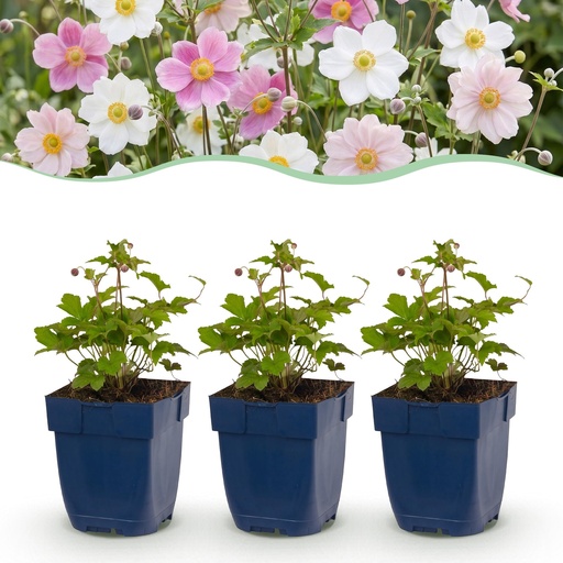 "Herbstanemone Farbmix 12er-Set (Anemone) – winterharte Staude, Topf-Ø 11 cm, Höhe ca. 15–25 cm image"