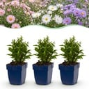 Perennial - Aster Tricolour - Sea Aster - Bee and Butterfly Attractors - Purple - Pink - White - 12 Plants - Pot 11cm - Height 15-25cm