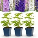 Perennial - Delphinium Tricolour - Larkspur - Bee and butterfly attractors - Purple - Pink - White - 12 Plants - Pot 11cm - Height 15-25cm