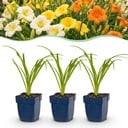 Perennial - Hemerocallis Tricolour - Daylily - Bee and butterfly attractors - Cream - Yellow - Red - 12 Plants - Pot 11cm - Height 15-25cm