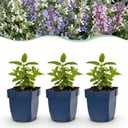 Perennial Plant - Nepeta Tricolour - Catnip - Bee and butterfly attractors - Purple - Pink - White - 12 Plants - Pot 11cm - Height 15-25cm