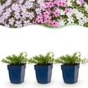 Perennial - Phlox Tricolour - Flame Flower - Ground Covering - Purple - Pink - White - 12 Plants - Pot 11cm - Height 15-25cm