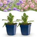 Perennial - Scabiosa Duo - Pincushion Flower - Bee and Butterfly Attractors - Purple - Pink - 12 Plants - Pot 11cm - Height 15-25cm