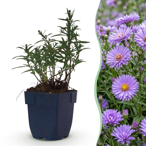 "Aster 'Mediterranean' 24er-Set (Aster) – winterharte Staude, Topf-Ø 11 cm, Höhe ca. 15–25 cm image"
