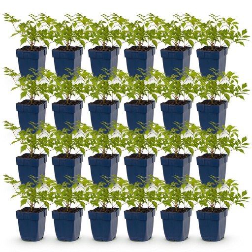 "Perennial - Astilbe (J) Deutschland - Plume Spiraea - Shade - White - 24 Plants - Pot 11cm - Height 15-25cm image"