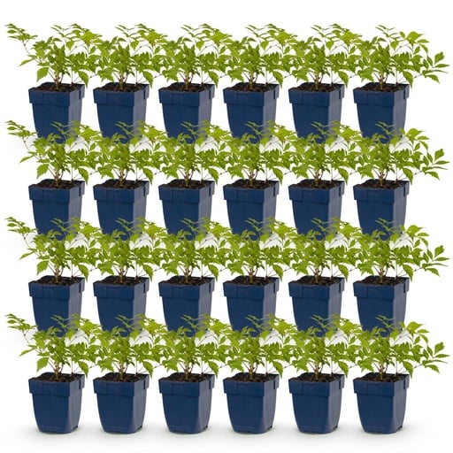 "Perennial - Astilbe (J) Deutschland - Plume Spiraea - Shade - White - 24 Plants - Pot 11cm - Height 15-25cm image"