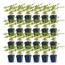 Perennial - Astilbe (J) Europa - Plume Spiraea - Shade - Pink - 24 Plants - Pot 11cm - Height 15-25cm
