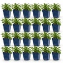 Perennial - Campanula persicifolia - Peach-leaved Bellflower - Bee and Butterfly Attractors - Blue - 24 Plants - Pot 11cm - Height 15-25cm