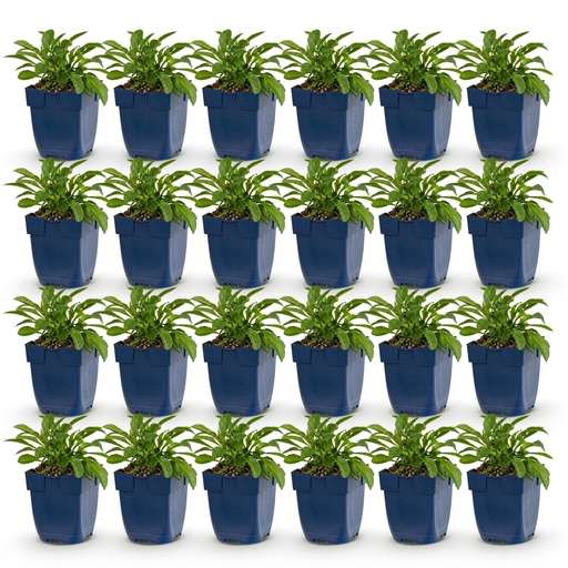 "Perennial - Campanula persicifolia - Peach-leaved Bellflower - Bee and Butterfly Attractors - Blue - 24 Plants - Pot 11cm - Height 15-25cm image"