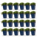 Perennial - Campanula posch. Stella - Peach Leaf Bellflower - Ground Cover - Purple - 24 Plants - Pot 11cm - Height 15-25cm