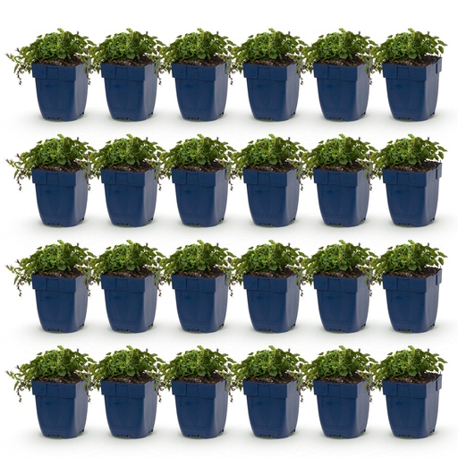 "Perennial - Campanula posch. Stella - Peach Leaf Bellflower - Ground Cover - Purple - 24 Plants - Pot 11cm - Height 15-25cm image"
