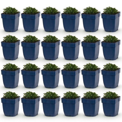"Perennial - Campanula portenschlagiana - Peach-leaved bellflower - Ground cover - Pink - 24 Plants - Pot 11cm - Height 15-25cm image"