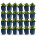 Perennial - Campanula posch. Lisduggan Variety - Delphinium - Ground Cover - White - 24 Plants - Pot 11cm - Height 15-25cm