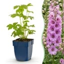 Perennial - Delphinium (P) Astolat - Larkspur - Bee and Butterfly Attractors - Pink - 24 Plants - Pot 11cm - Height 15-25cm