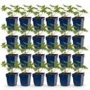 Perennial - Geranium Johnson's Blue - Crane's-bill - Groundcover - Blue - 24 Plants - Pot 11cm - Height 15-25cm