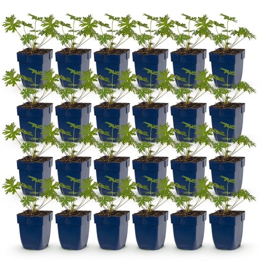 "Perennial - Geranium Johnson's Blue - Crane's-bill - Groundcover - Blue - 24 Plants - Pot 11cm - Height 15-25cm image"