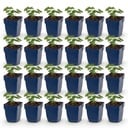Perennial - Geranium sang. Album - Cranesbill - Ground Cover - White - 24 Plants - Pot 11cm - Height 15-25cm