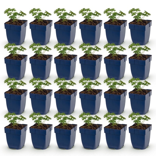 "Perennial - Geranium sang. Album - Cranesbill - Ground Cover - White - 24 Plants - Pot 11cm - Height 15-25cm image"