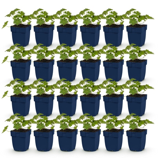"Geranie 'Rozanne' 24er-Set (Geranium) – blühende Balkonpflanze, Topf-Ø 11 cm, Höhe ca. 15–25 cm image"