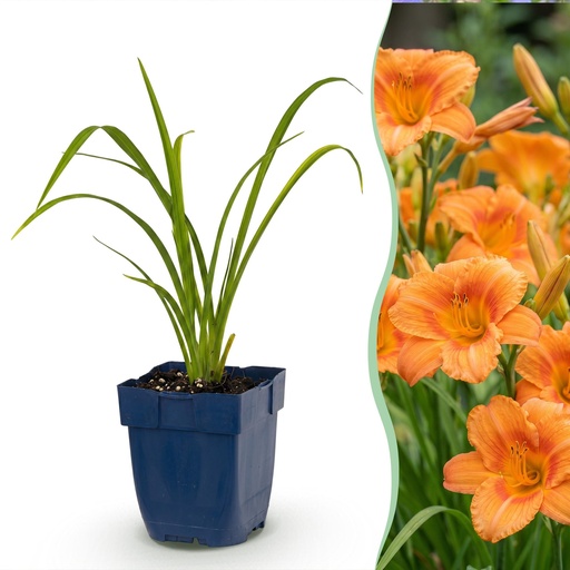 "Perennial - Hemerocallis Mauna Loa - Daylily - Bee and Butterfly Attractors - Orange - 24 Plants - Pot 11cm - Height 15-25cm image"