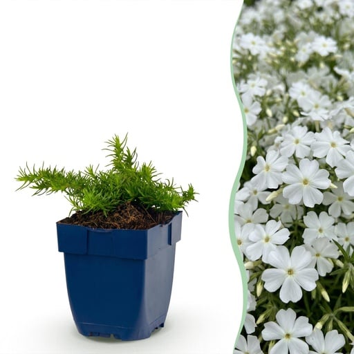 "Perennial - Phlox Maischnee - Flame Flower - Ground Cover - White - 24 Plants - Pot 11cm - Height 15-25cm image"