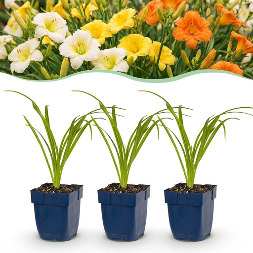 "Perennial - Hemerocallis Tricolour - Daylily - Bee and butterfly attractors - Cream - Yellow - Red - 24 Plants - Pot 11cm - Height 15-25cm image"