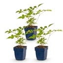 Perennial - Astilbe (J) Europa - Plume Spirea - Shade - Pink - 3 Plants - Pot 11cm - Height 15-25cm