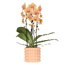 Kolibri Orchids | Niagara Falls Orchidee Sunny Bunny mit Poppy-Übertopf peach – Topfgröße Ø12 cm – frisch vom Züchter