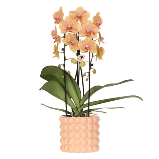 "Kolibri Orchids | Niagara Falls Orchidee Sunny Bunny mit Poppy-Übertopf peach – Topfgröße Topf-Ø 12 cm – frisch vom Züchter image"